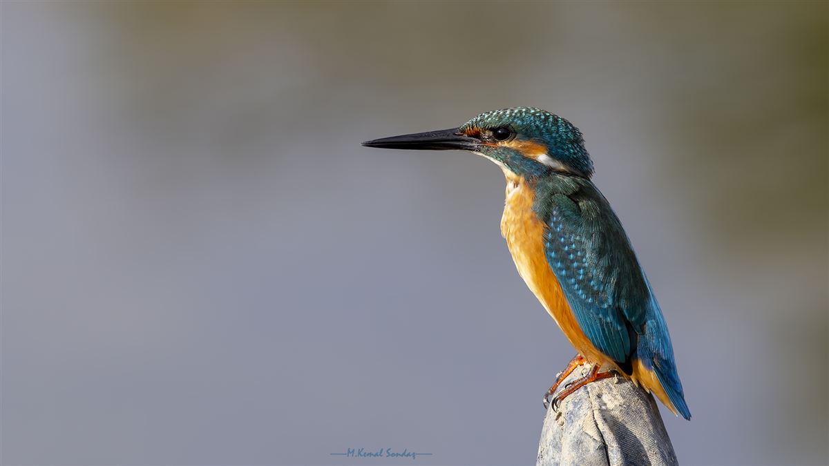 Common Kingfisher