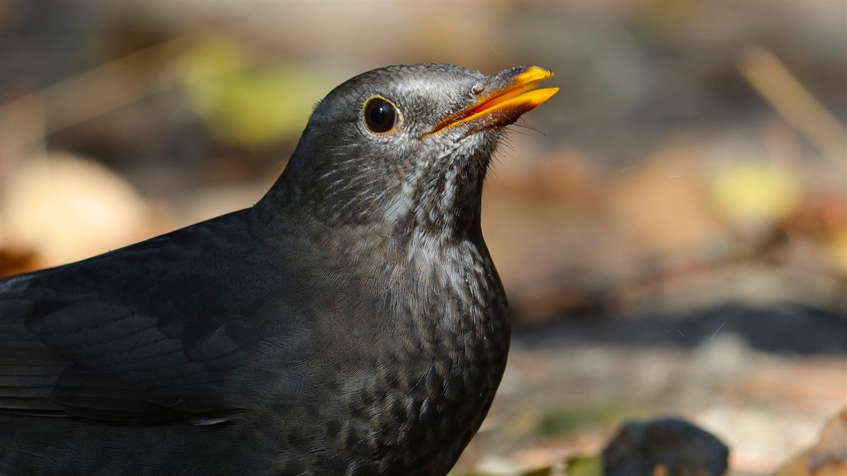 Common Blackbird