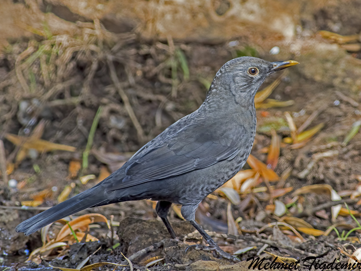 Common Blackbird