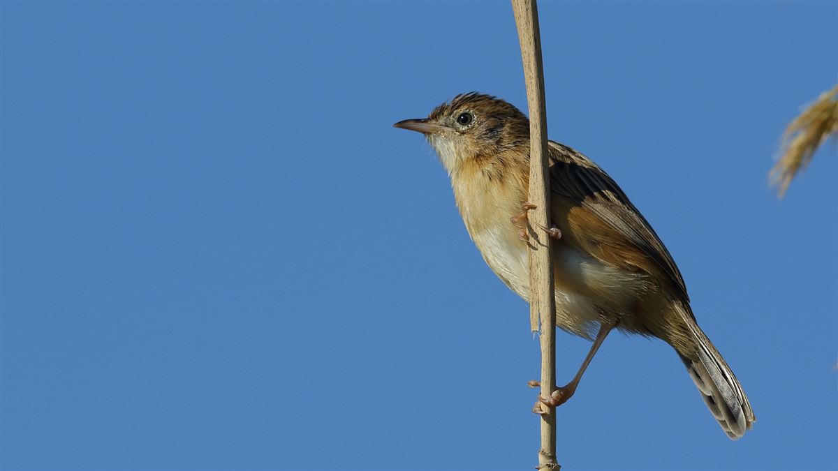 Zitting Cisticola