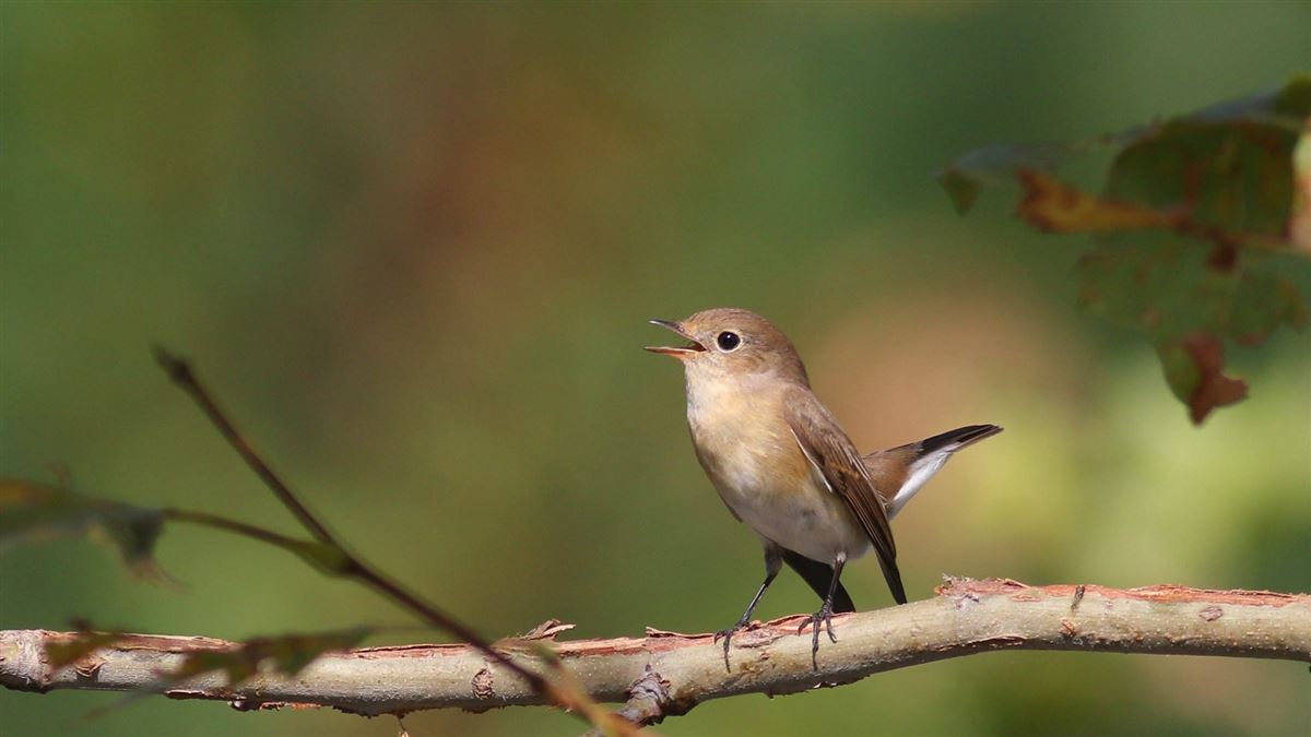 Red-breasted Flycatcher