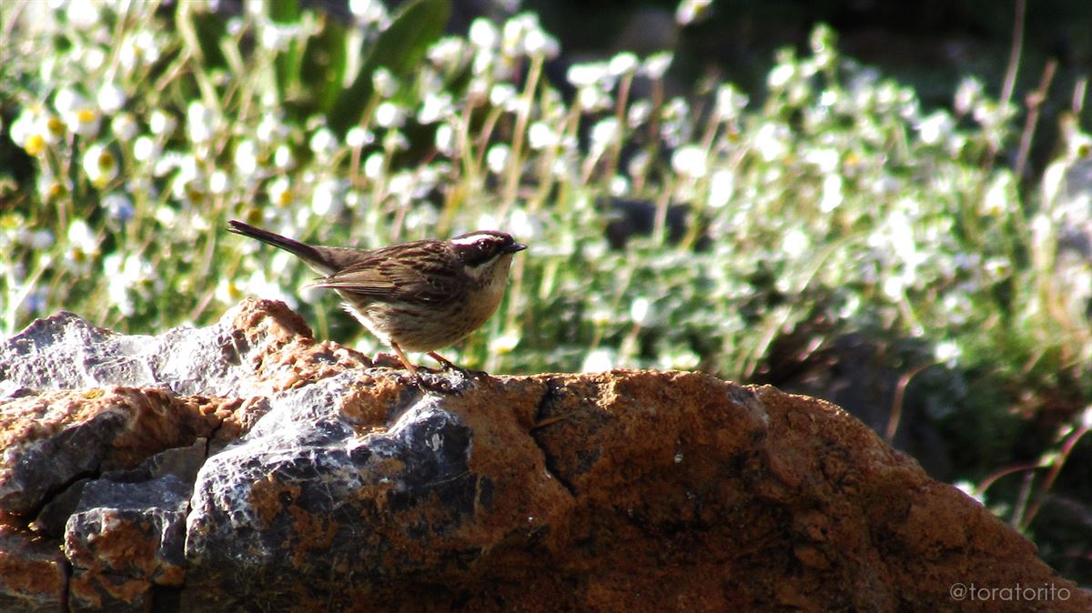 Radde`s Accentor