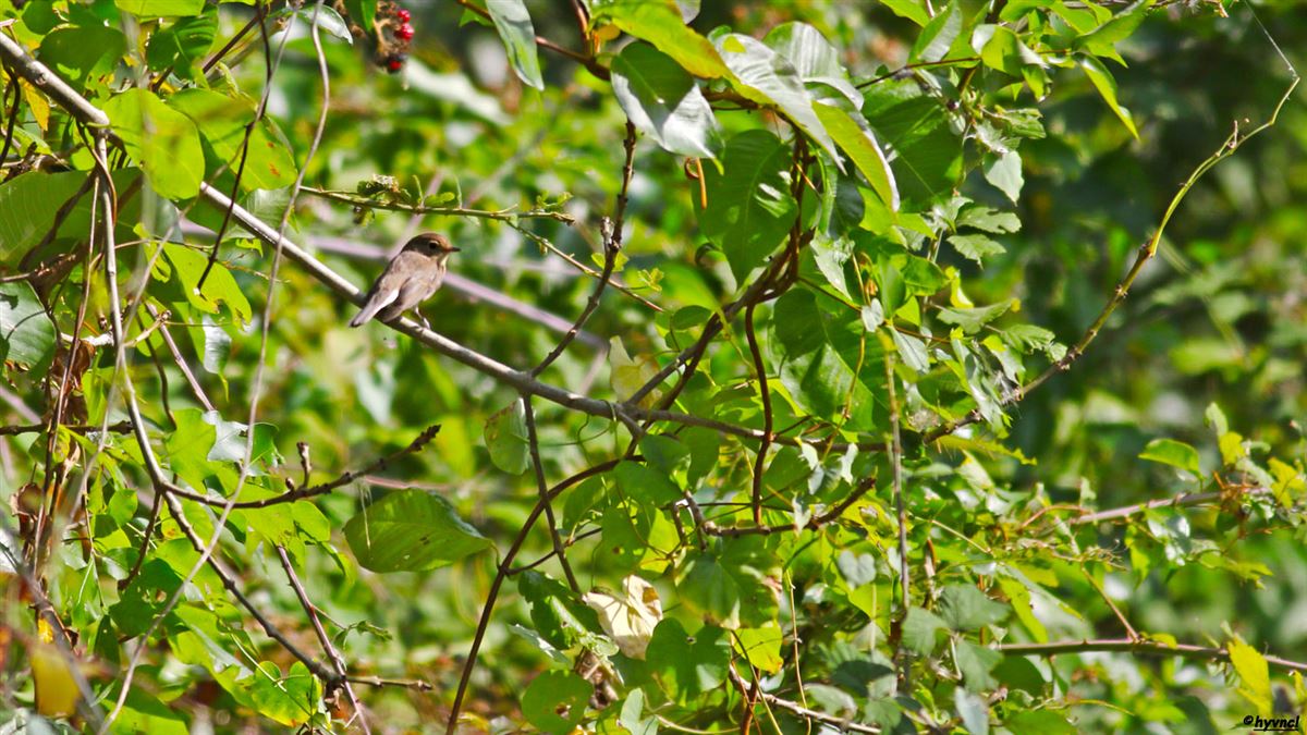Red-breasted Flycatcher
