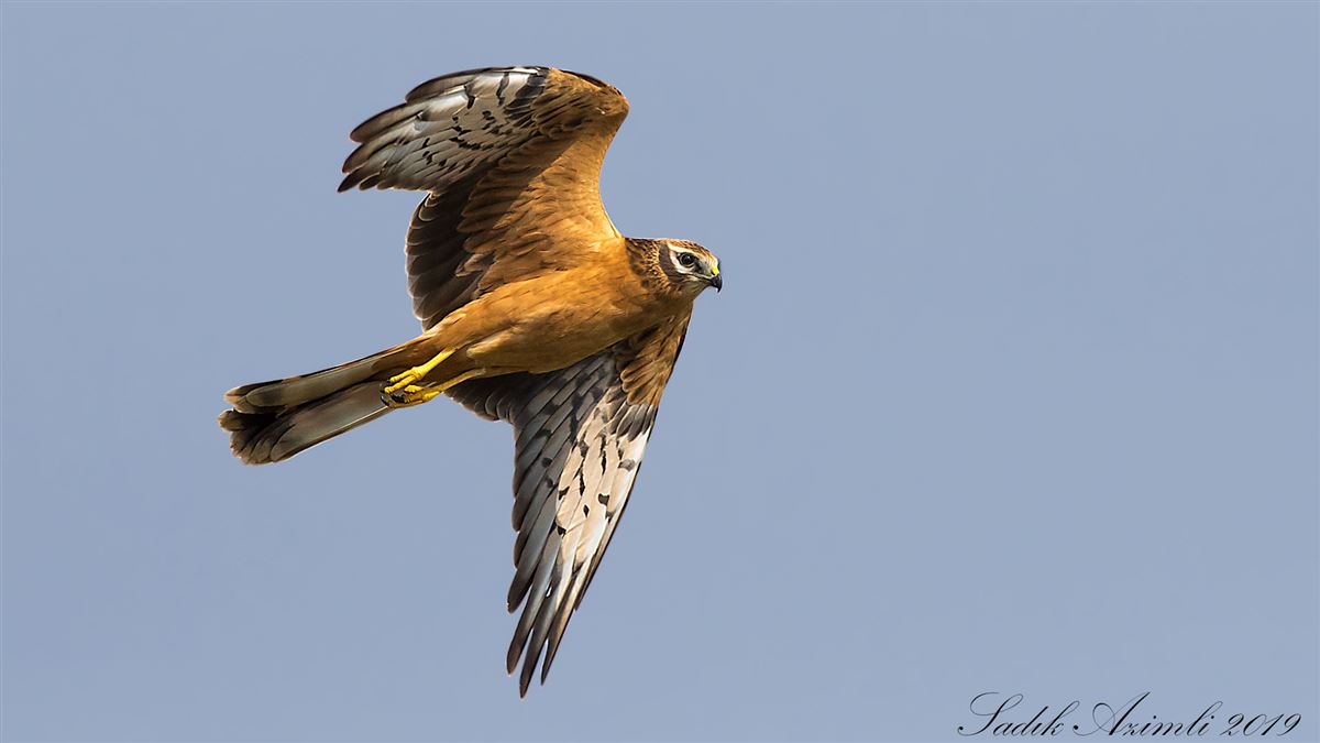 Montagu`s Harrier