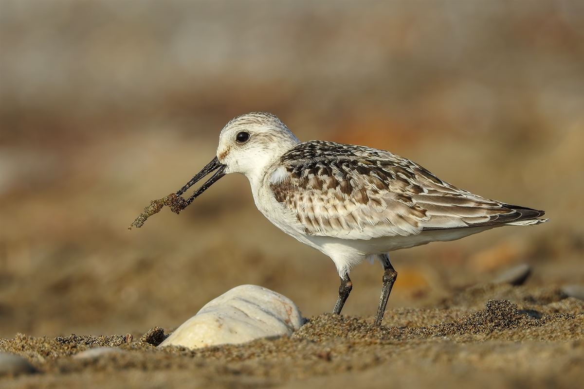 Sanderling