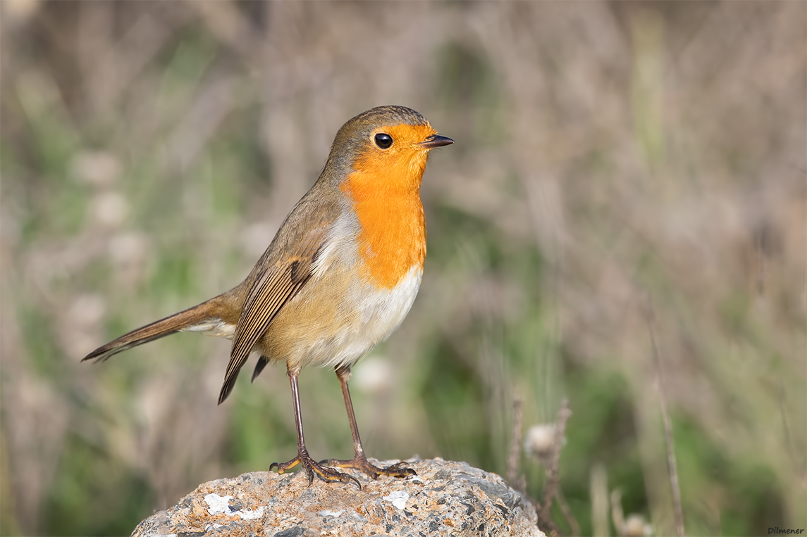 European Robin