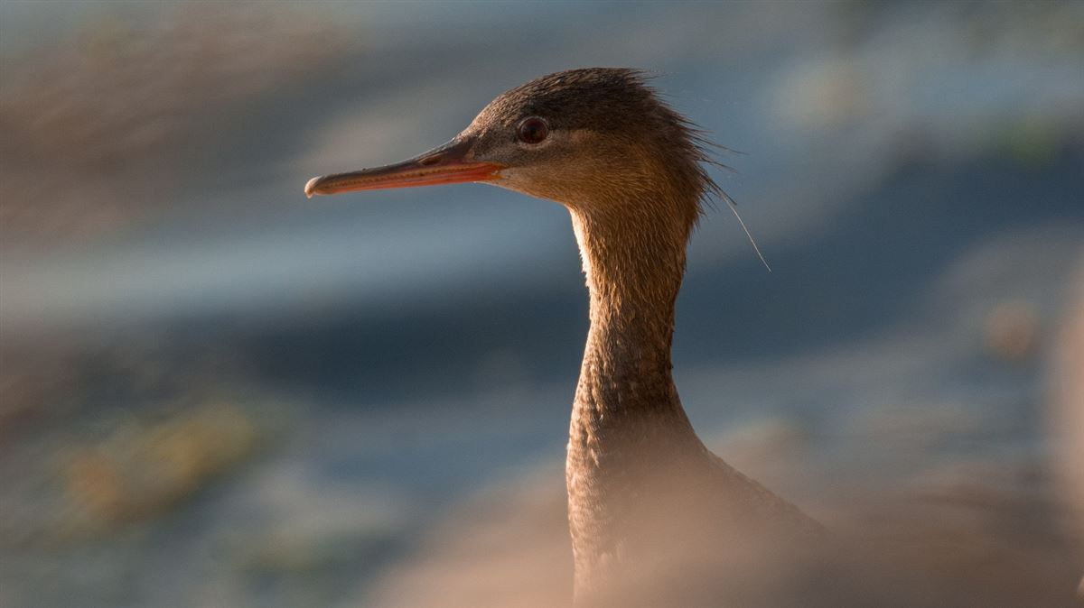 Red-breasted Merganser