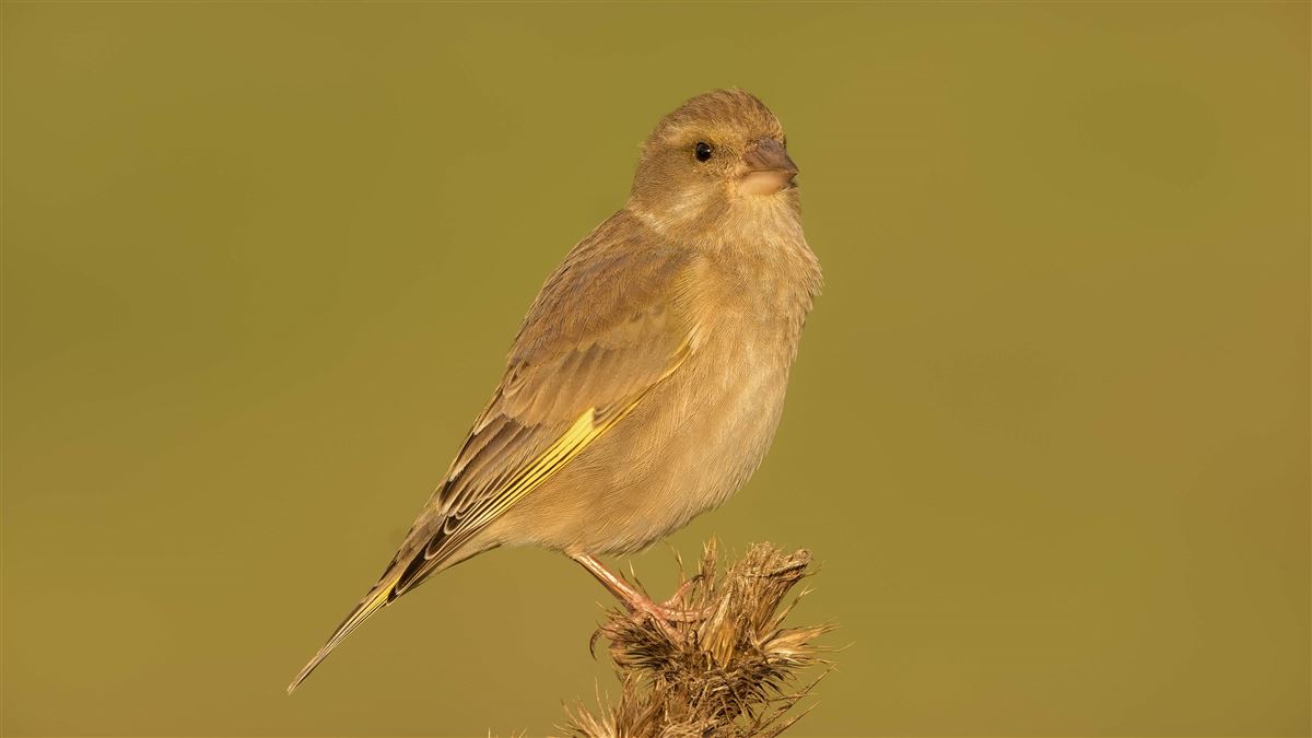 European Greenfinch