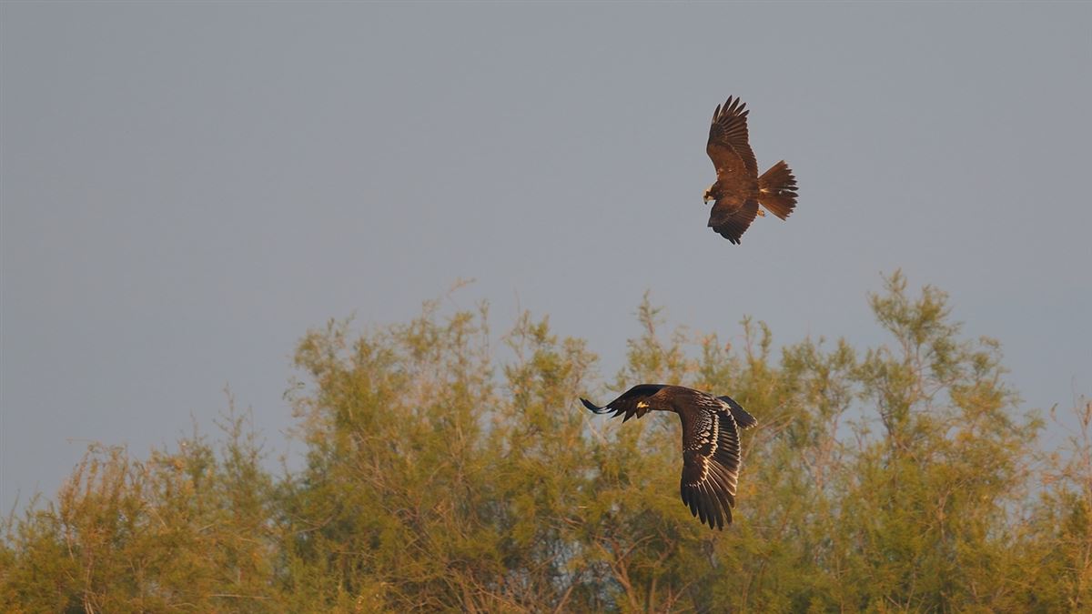 Greater Spotted Eagle