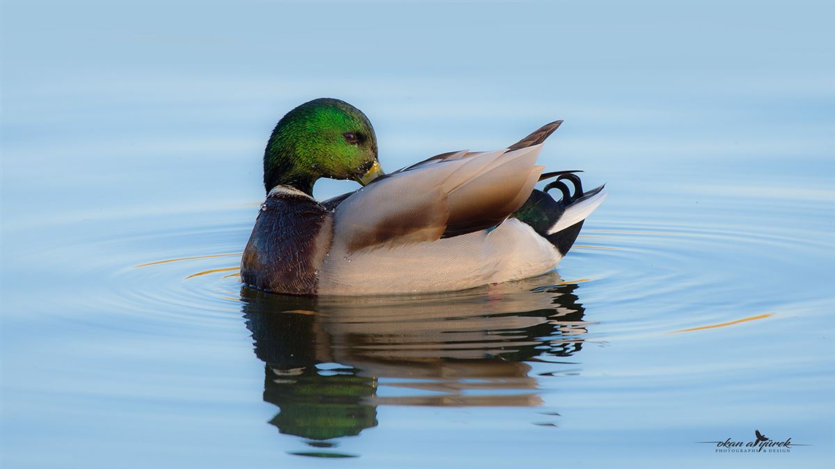 Mallard