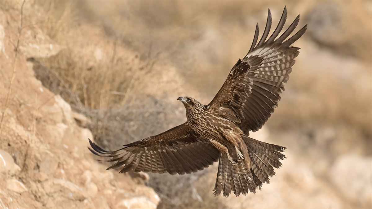 Black Kite