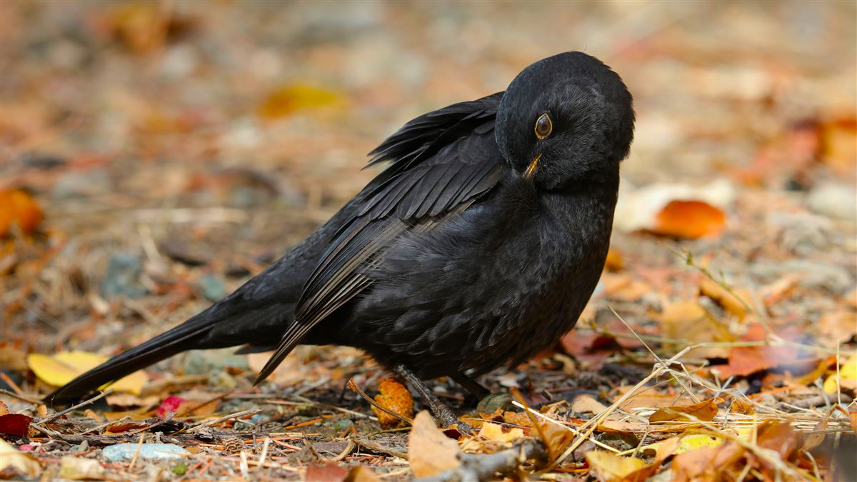 Common Blackbird