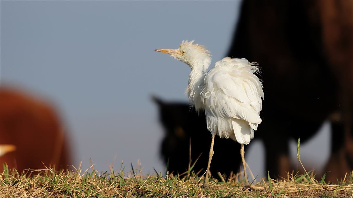Western Cattle Egret