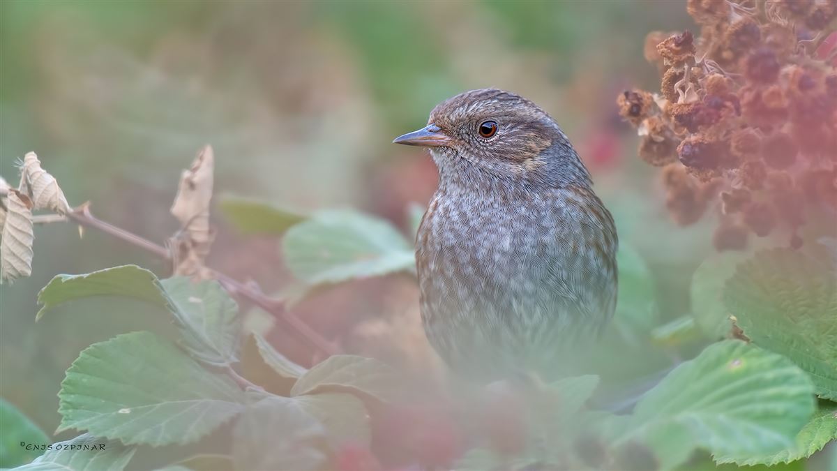 Dunnock