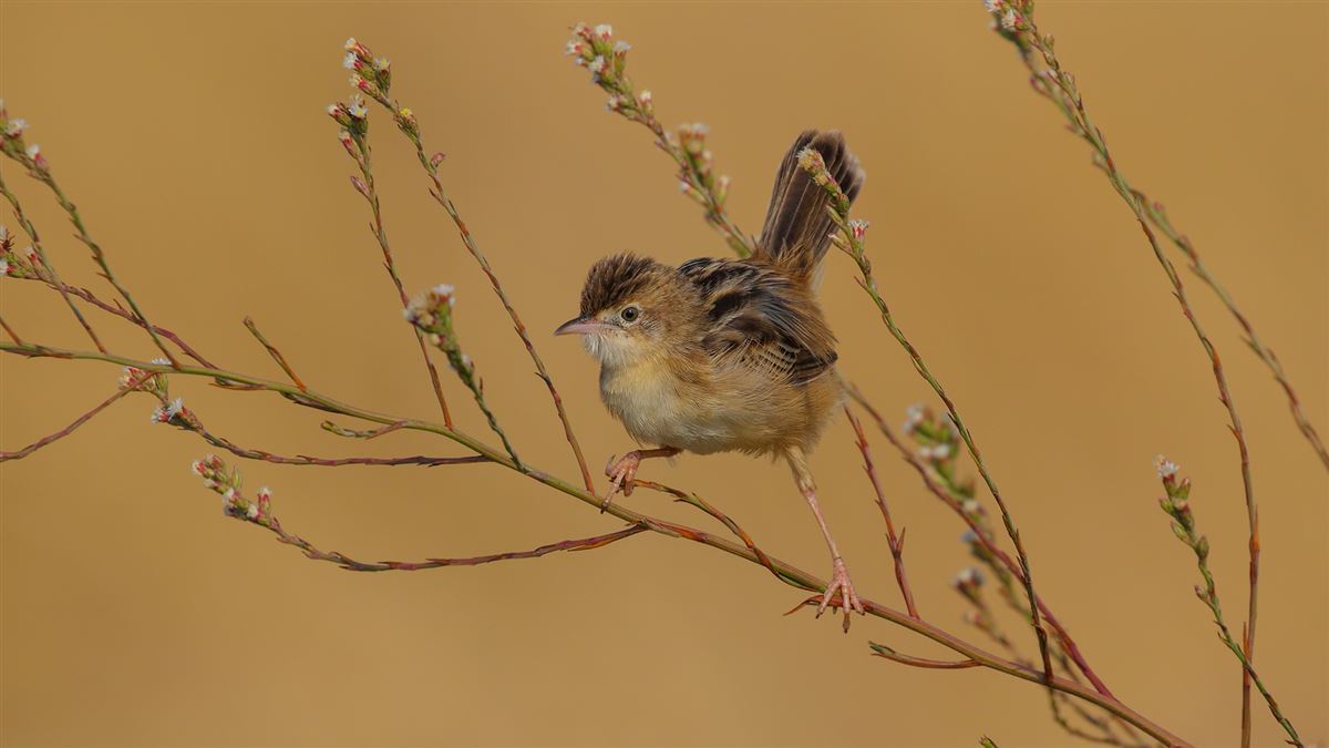 Zitting Cisticola