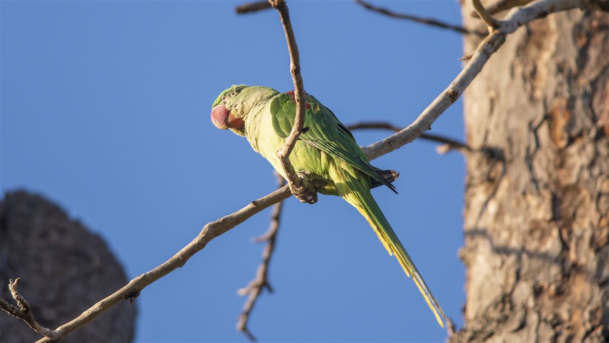 Alexandrine Parakeet