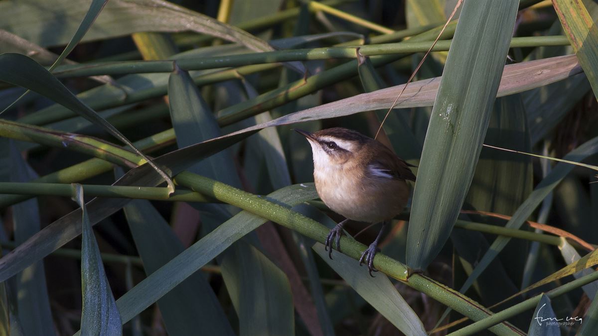 Moustached Warbler