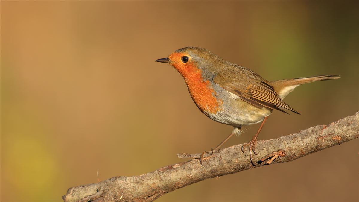 European Robin