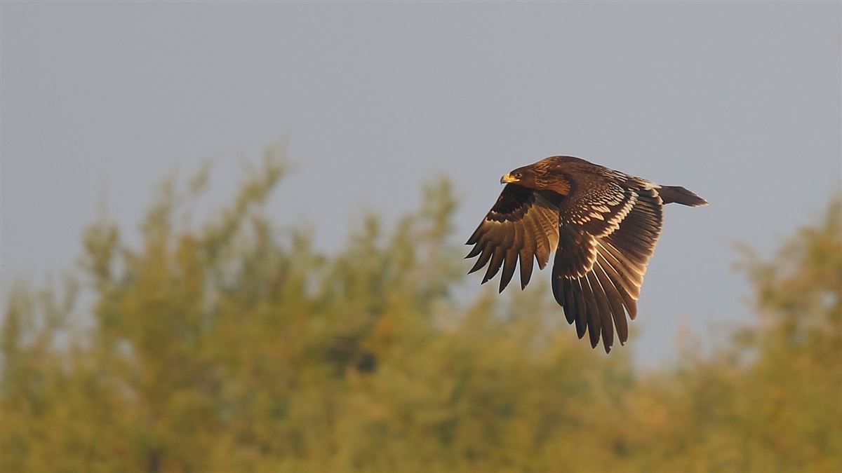 Greater Spotted Eagle