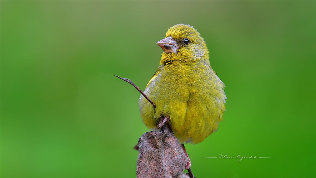 European Greenfinch