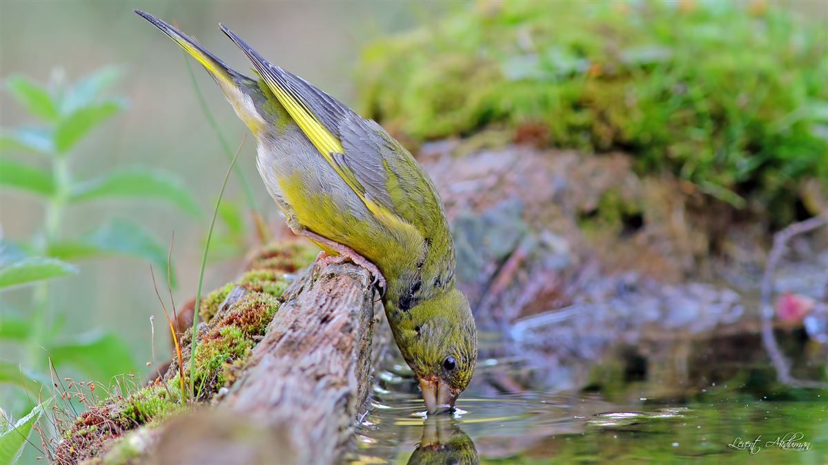 European Greenfinch