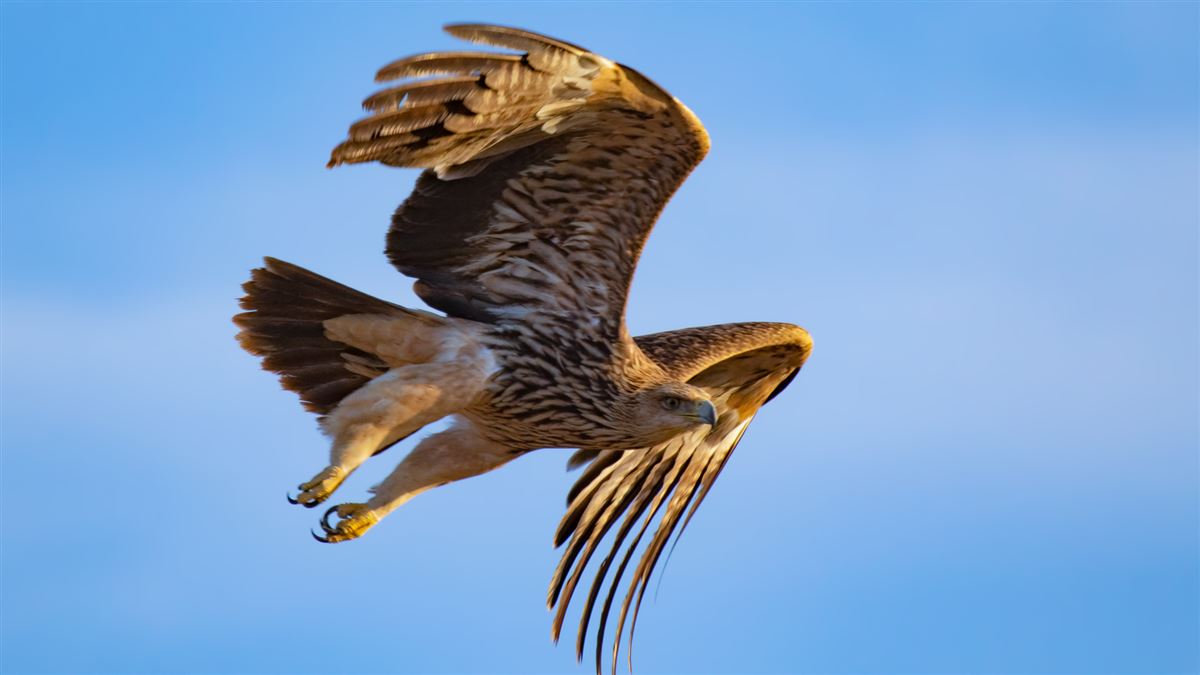 Eastern Imperial Eagle