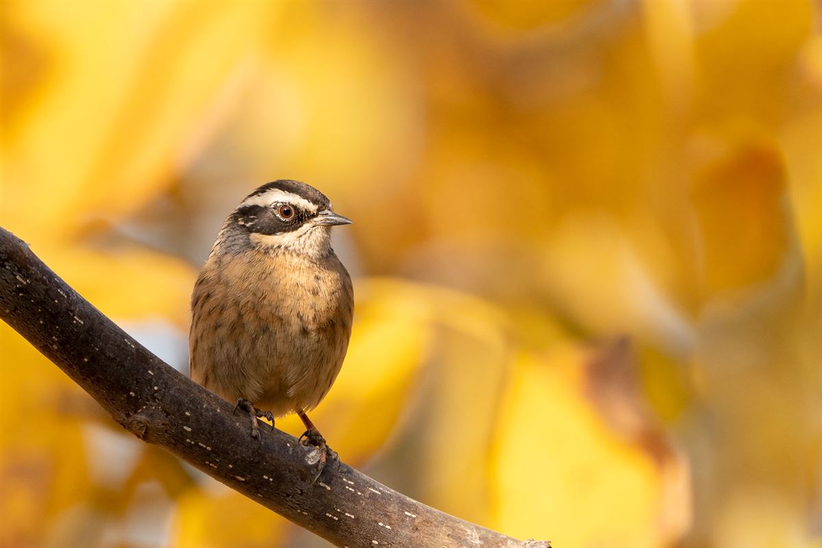 Radde`s Accentor