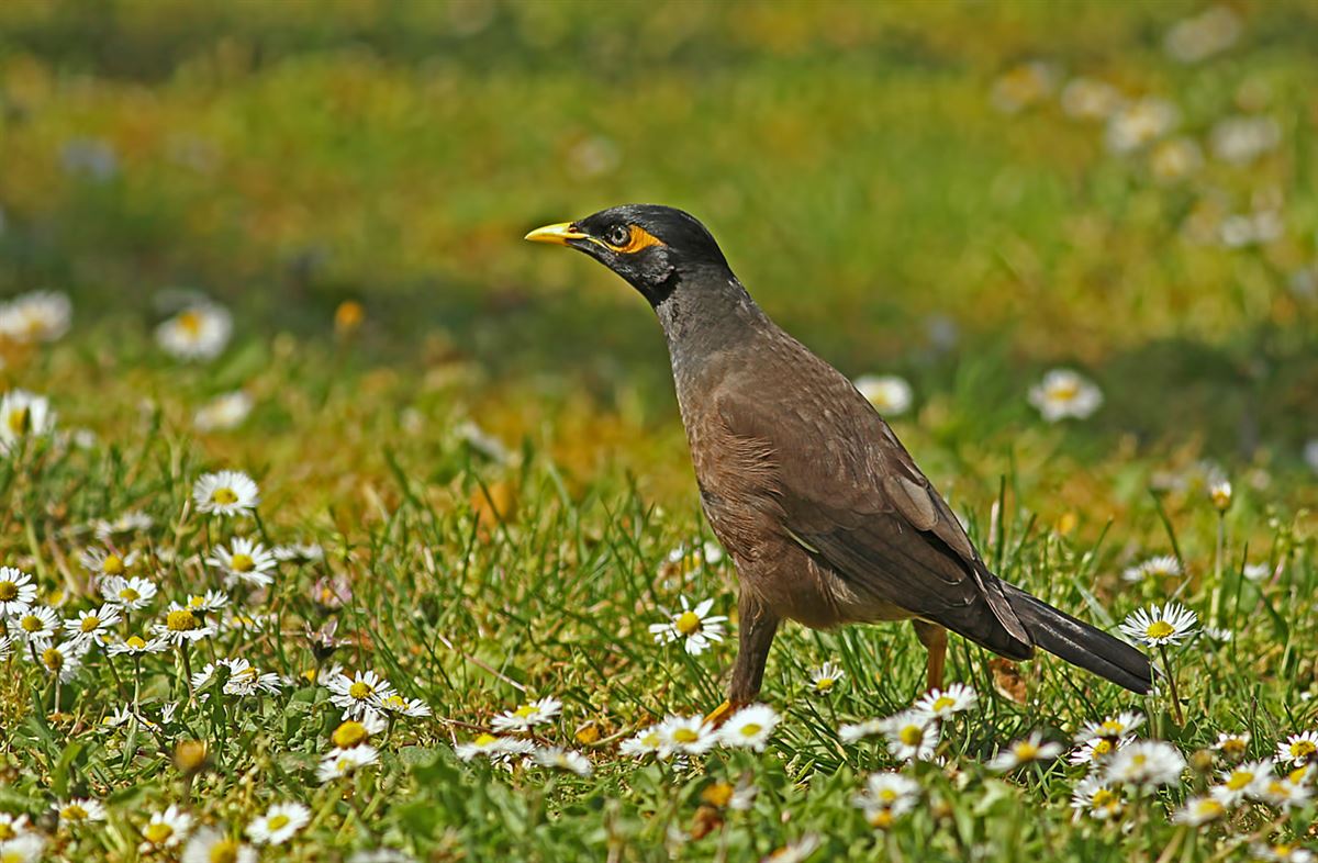 Common Myna