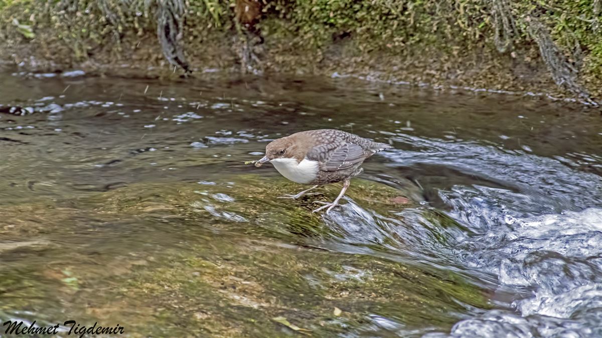 White-throated Dipper