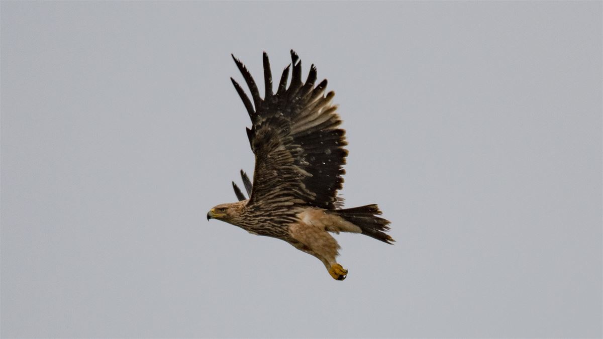 Eastern Imperial Eagle