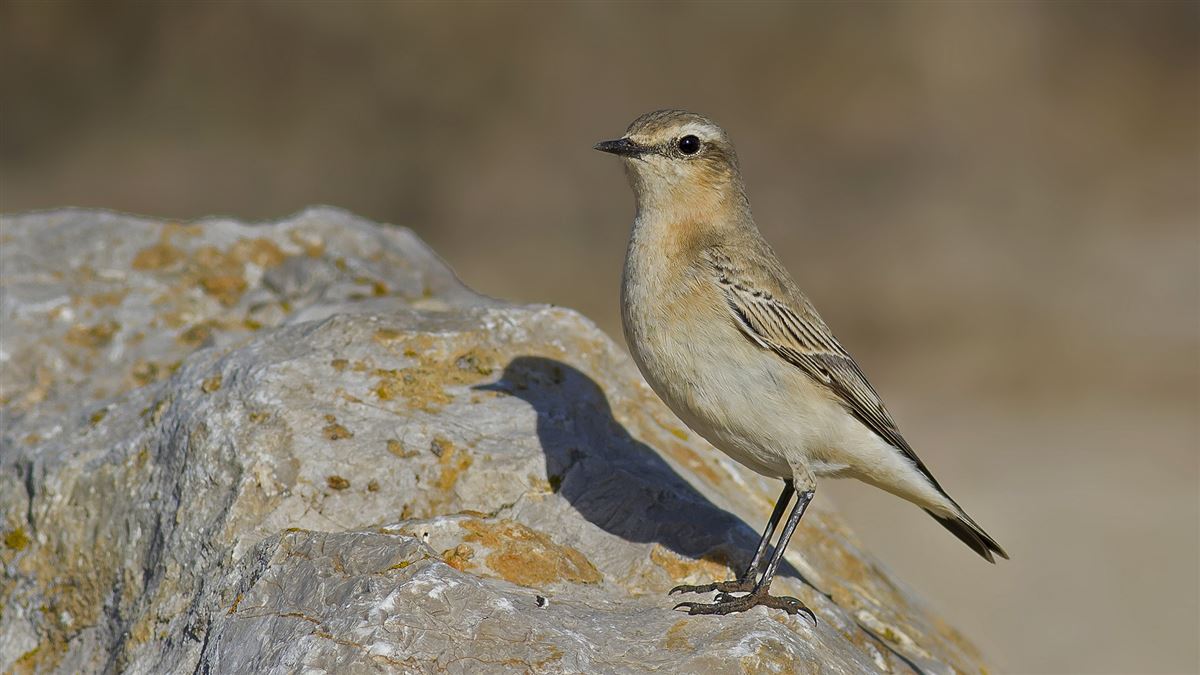 Northern Wheatear