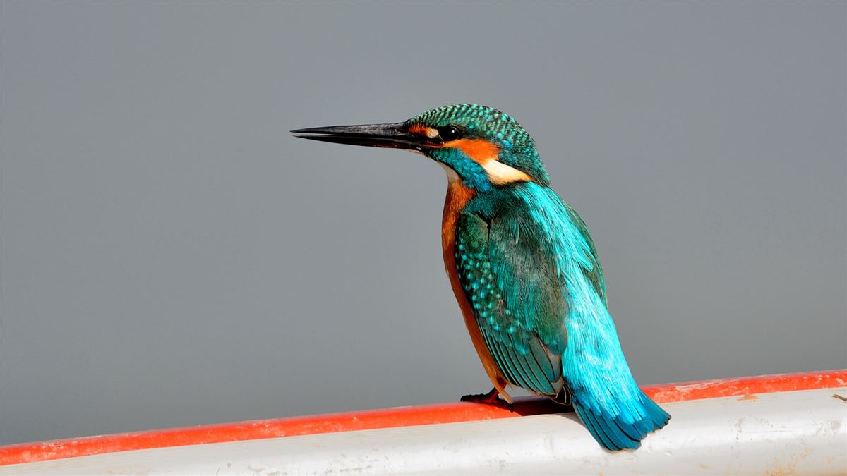 Common Kingfisher