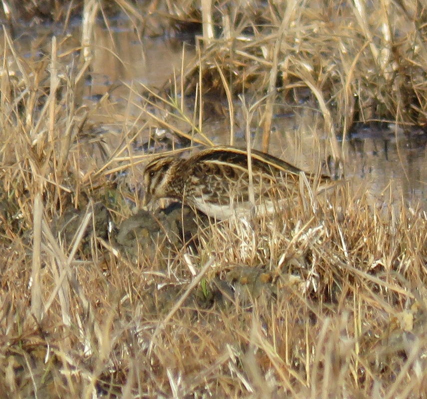 Jack Snipe