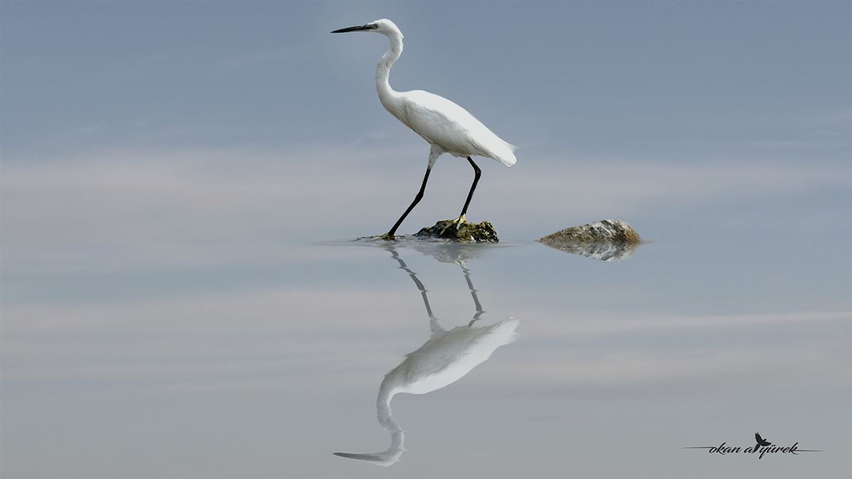 Great Egret