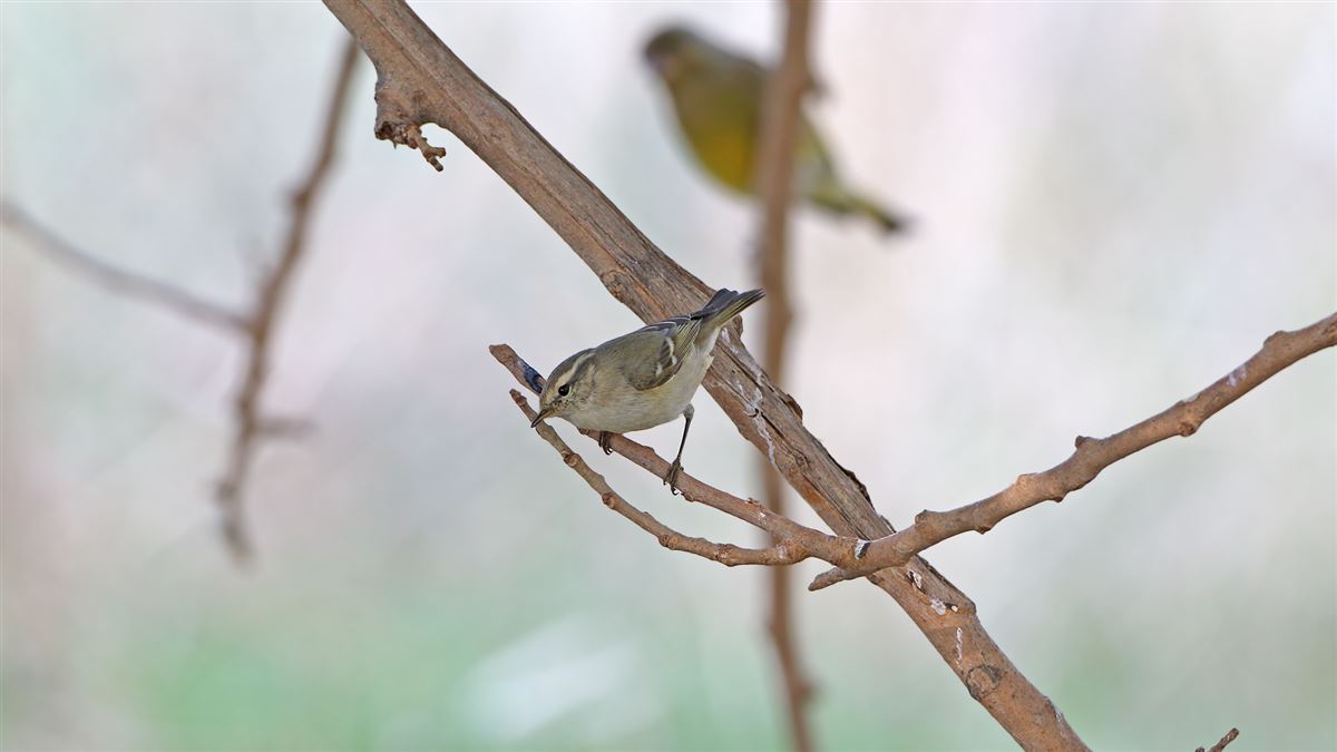 Hume`s Leaf Warbler