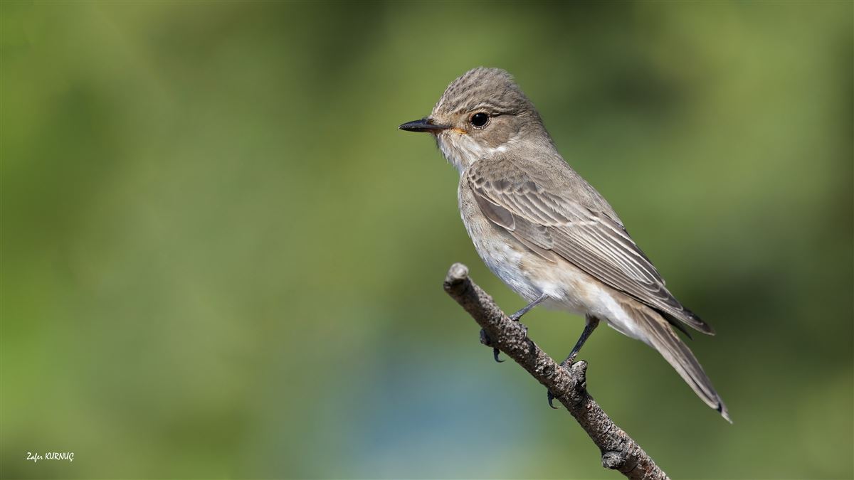 Spotted Flycatcher