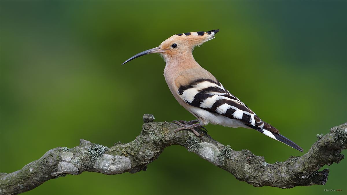 Eurasian Hoopoe