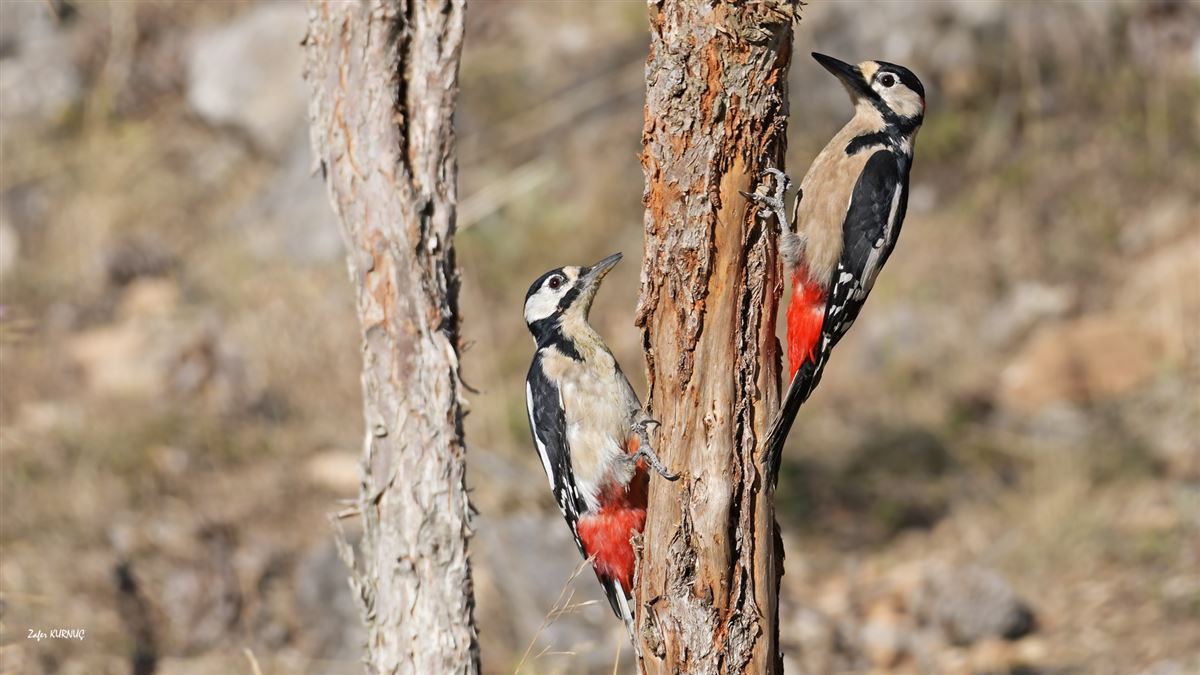 Great Spotted Woodpecker
