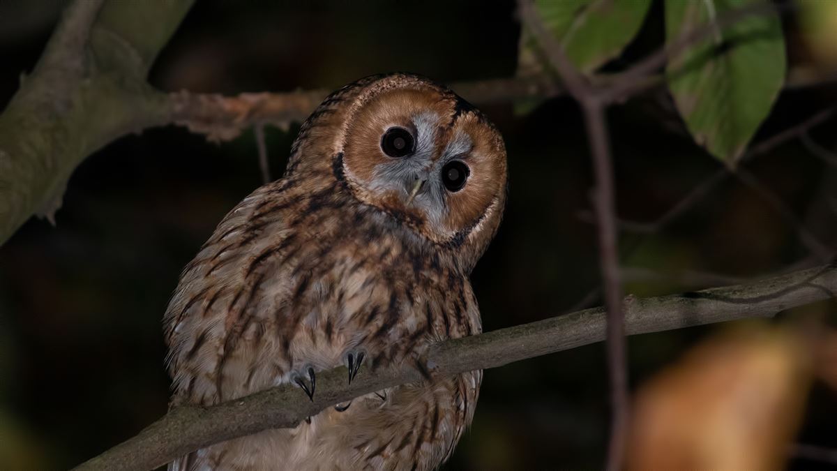 Tawny Owl