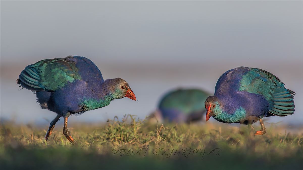 Grey-headed Swamphen