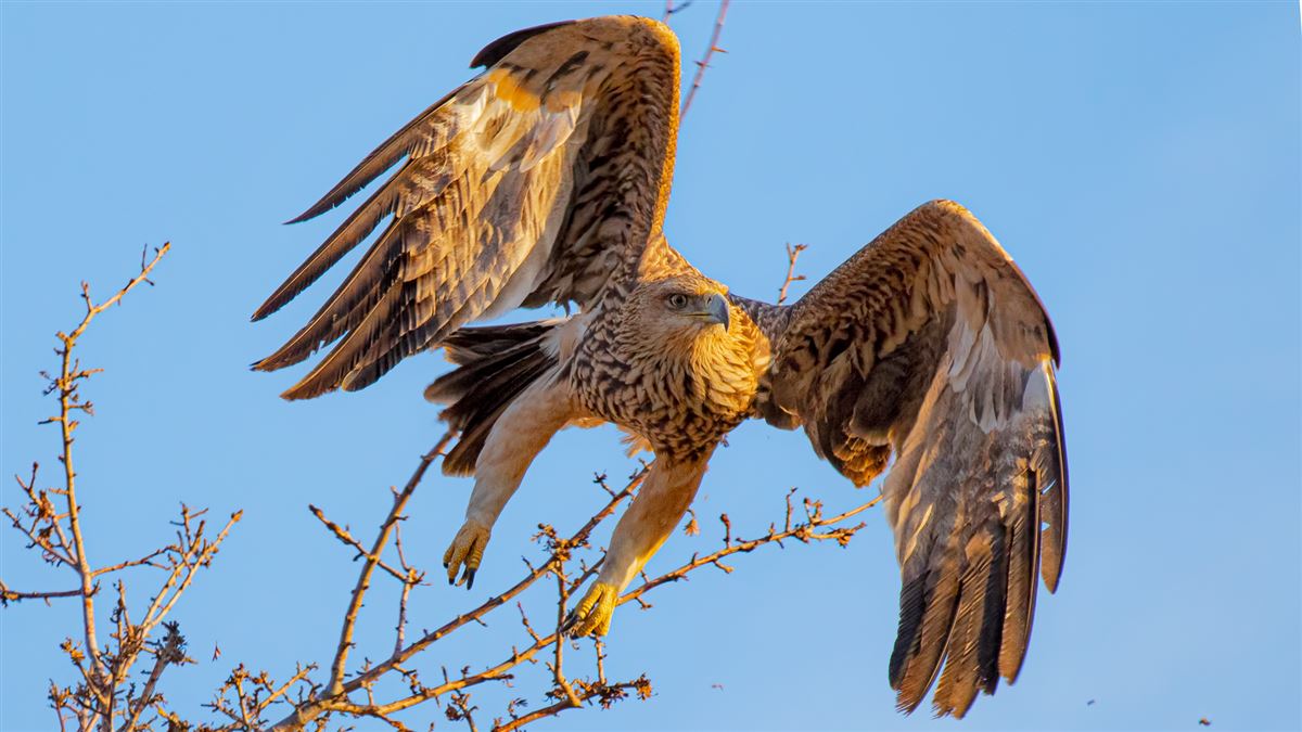 Eastern Imperial Eagle