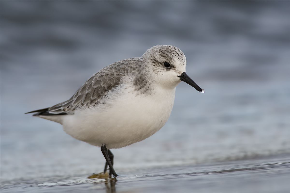 Sanderling