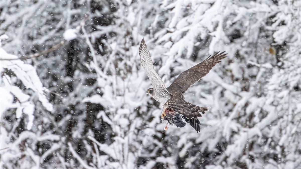 Eurasian Goshawk