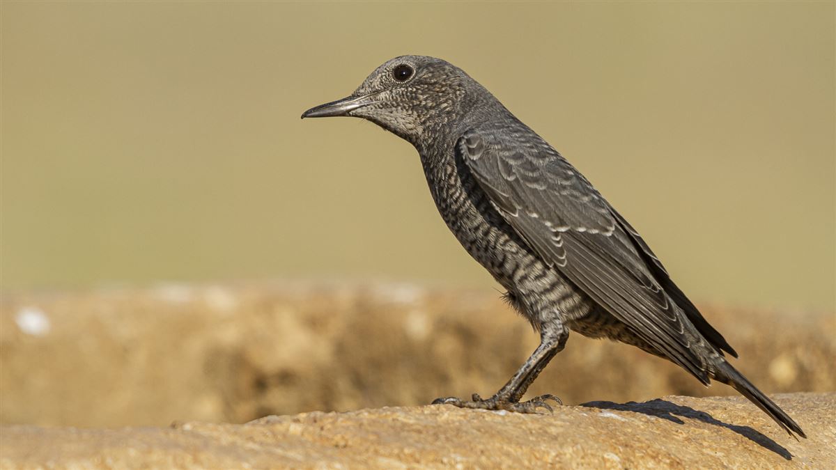 Blue Rock Thrush