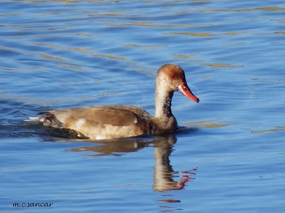 Red-crested Pochard