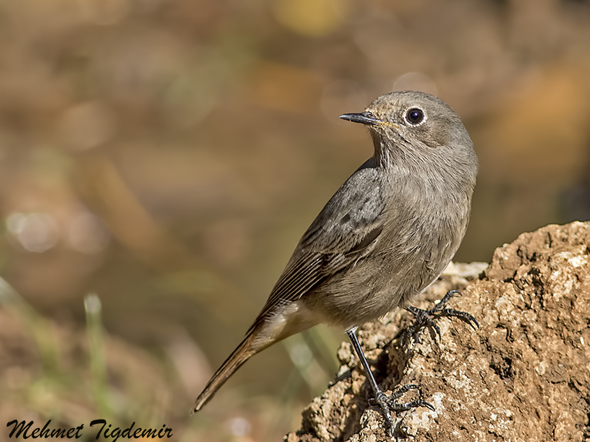 Black Redstart
