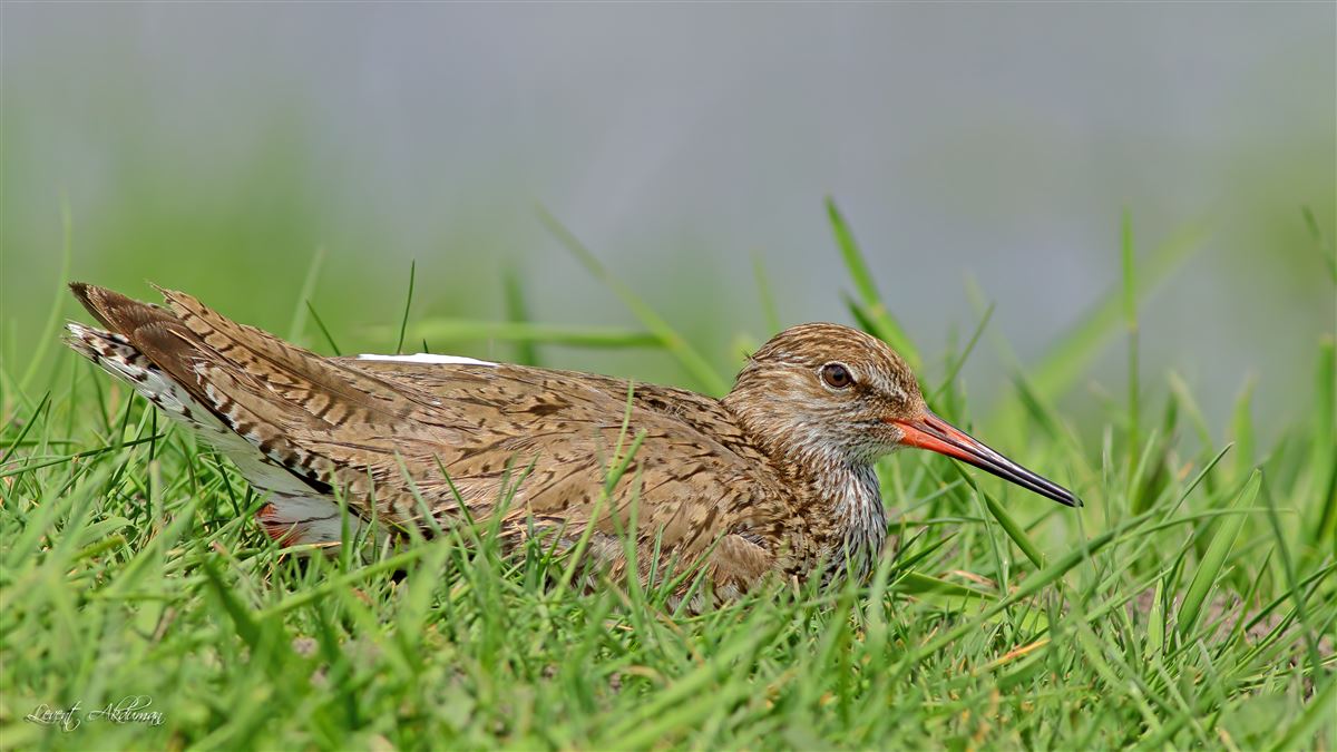 Common Redshank
