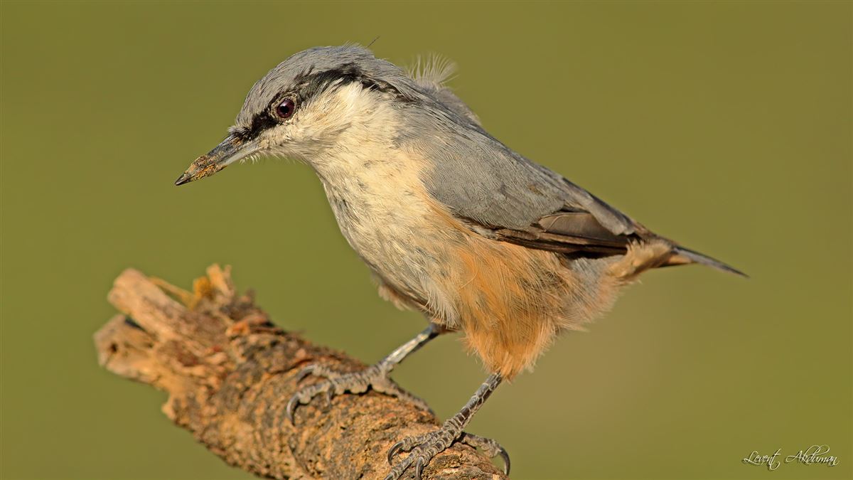 Western Rock Nuthatch