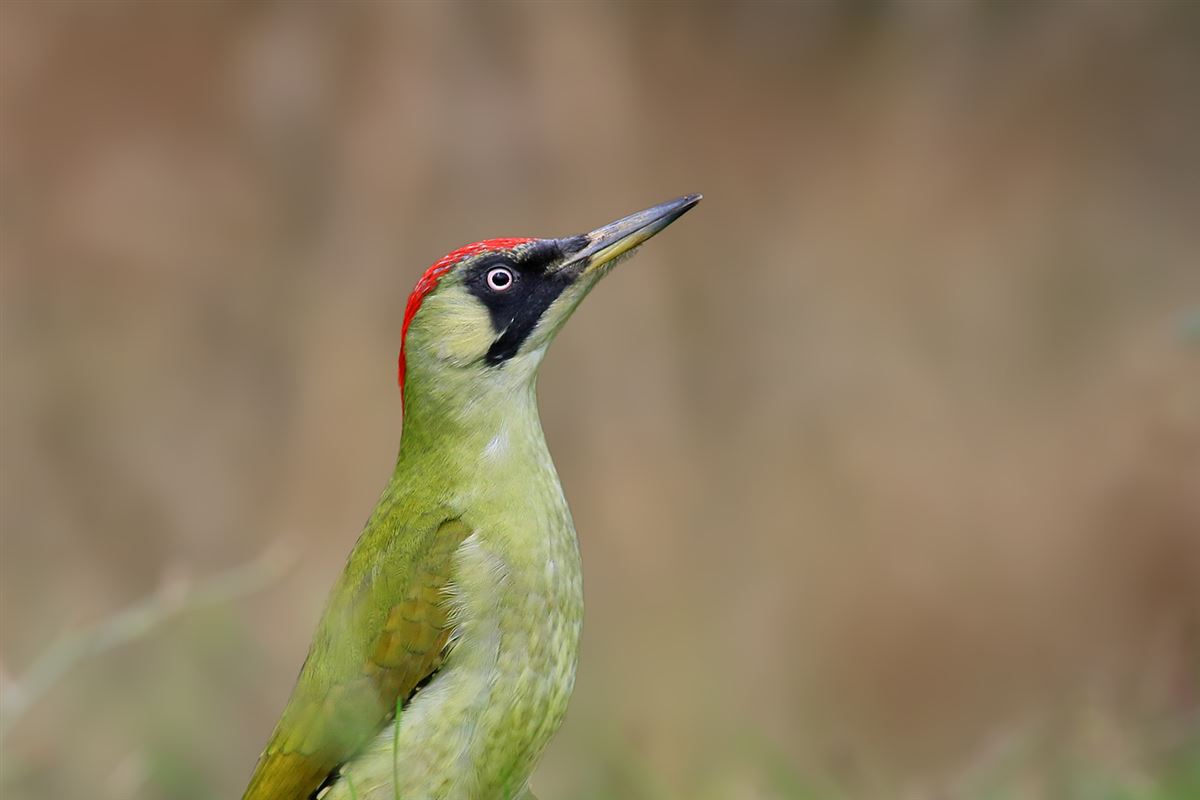 European Green Woodpecker