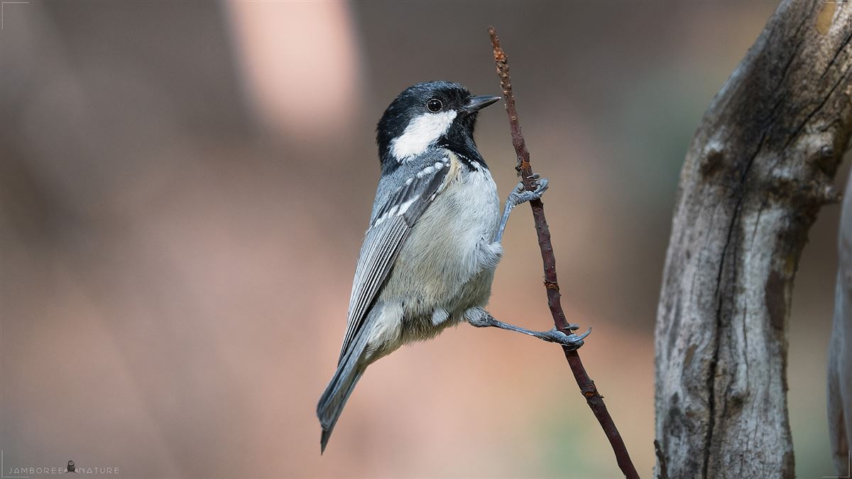 Coal Tit